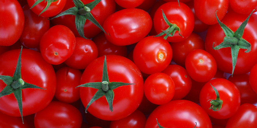 Tomatoes The Ewan